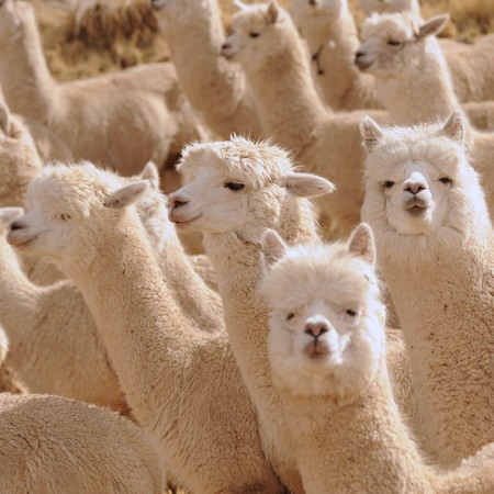 Alpaca-in-gruppo