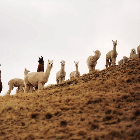 Alpaca-sulle-ande