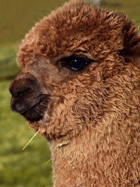 alpaca-in-liberta