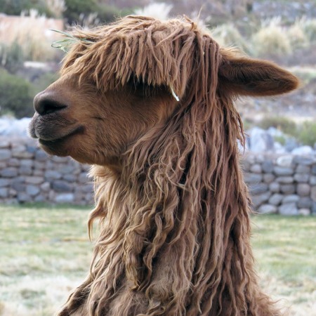 alpaca-in-peru