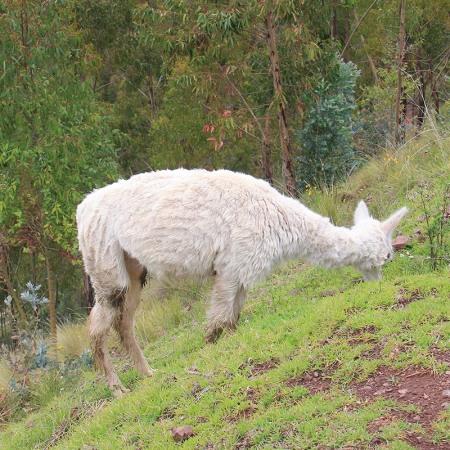 alpaca-tosato