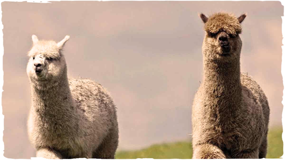 Lana di Alpaca – Cos’è l’Alpaca? Scopritelo con me!