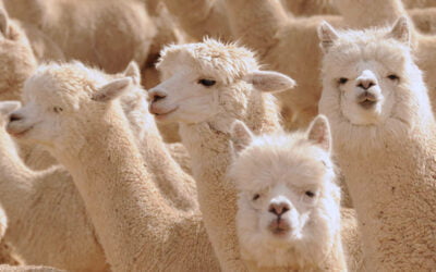 Soffice, caldo, coccoloso. La lana di alpaca, tendenza avvolgente